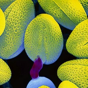 Germination of turnip pollen