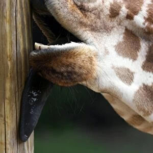 Giraffe licking a pole