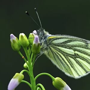 Green-veined butterfly