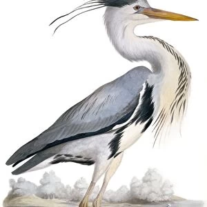 Grey heron, 19th century C013 / 6291