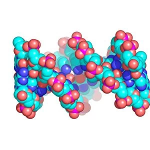 HIV DNA, molecular model