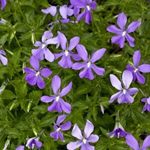 Horned Pansy (Viola cornuta)
