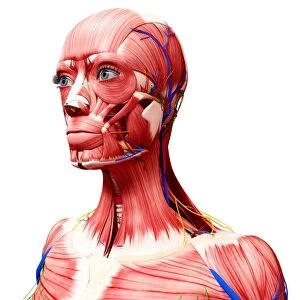 Human anatomy, artwork F007 / 3471