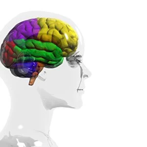 Human brain, temporal lobe