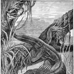 Iguana, 19th century