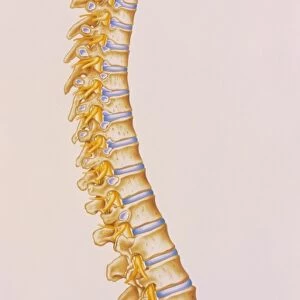 Illustration of the human spine