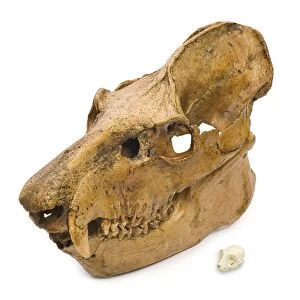 Lemur skulls C016 / 6150