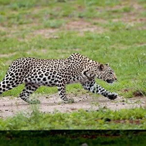 Leopard hunting C014 / 0916