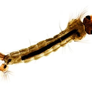 Mosquito larva, light micrograph