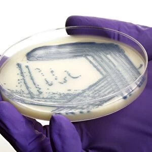 MRSA bacteria in a petri dish