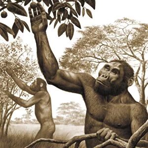 Paranthropus aethiopicus, artwork C013 / 9581