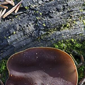 Peziza cup fungus after forest fire