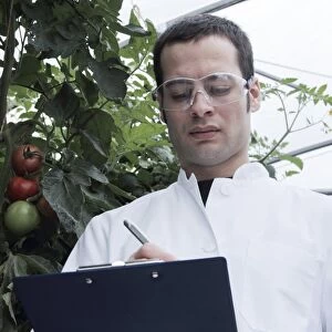 Scientist checking tomatoes F008 / 3240