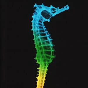 Seahorse, X-ray