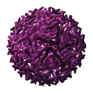 Sindbis virus particle F005 / 0693
