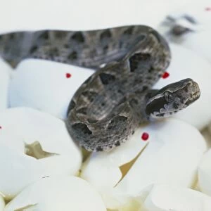 Snake on eggs