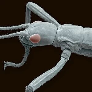 Stick insect, SEM
