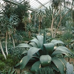 Tropical conservatory, Kew Gardens