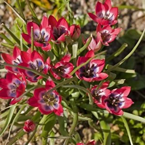 Tulips (Tulipa biflora) C017 / 7546