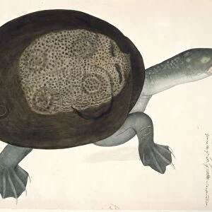 Turtle, artwork C016 / 5679