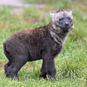 Young spotted hyena C018 / 2553