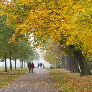 Autumnal trees, Hyde Park, London, England, United Kingdom, Europe