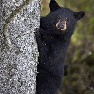Black bear (Ursus americanus) yearling cub climbing a tree, Yellowstone National Park