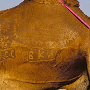 Detail of camel tattoos