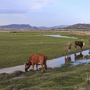 Cows reflected in a small pool, grass and mountains, evening, Khogno Khan Uul Nature Reserve