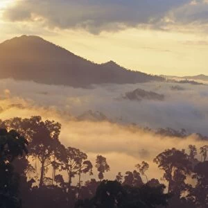 Dawn in the Danum Valley Conservation Area - Dipterocarp rainforest
