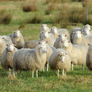 Diepholzer Moorschnucke (Moorland sheep) (Ovis aries), a rare old breed adapted to moorland living, Rehdener Geestmoor, Lower Saxony, Germany, Europe