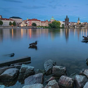 Ducks in Vltava river near Charles Bridge at twilight, Prague, Czech Republic (Czechia), Europe
