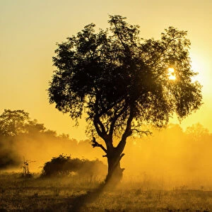 Dust in backlight at sunset, South Luangwa National Park, Zambia, Africa