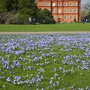 Glory of the Snow flowers in lawns near Kew Palace in spring, Royal Botanic Gardens, Kew, UNESCO World Heritage Site, London, England, United Kingdom, Europe