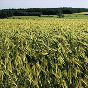 Grain field, agricultural landscape, near Retz, Lower Austria, Austria, Europe