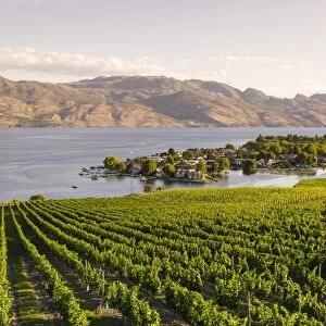 Grape vines and Okanagan Lake at Quails Gate Winery, Kelowna, British Columbia, Canada, North America
