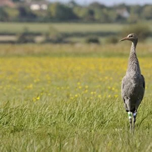 Juvenile Common crane (Eurasian cranes) (Grus grus) released by the Great Crane Project on the Somerset Levels, Somerset, England, United Kingdom, Europe