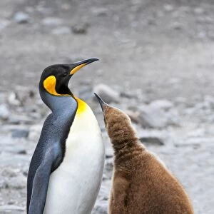 King penguin feeding a chick (Aptenodytes patagonicus), St. Andrews Bay, South Georgia Island, Polar Regions