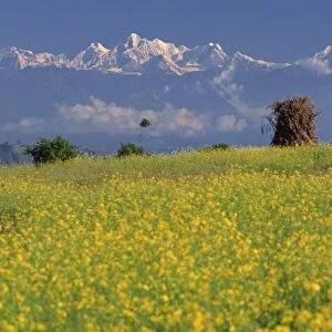 Landscape of yellow flowers of mustard crop and the