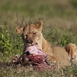 Lioness (Panthera leo) at a wildebeest carcass, Ngorongoro Conservation Area, UNESCO