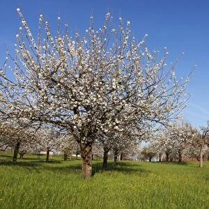 Pilgrimage church of Birnau Abbey, fruit tree blossom in spring, Lake Constance, Baden-Wuettemberg