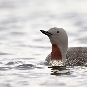Red-Throated Diver (Red-Throated Loon) (Gavia stellata), Iceland, Polar Regions