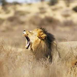 Roaring lion (Panthera leo), Kgalagadi Transfrontier Park, Kalahari, Northern Cape