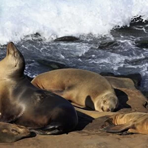 Sea lions, La Jolla, San Diego, California, United States of America, North America