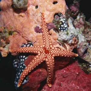 Starfish and soft corals, Hurgada, Red Sea, Egypt, North Africa, Africa