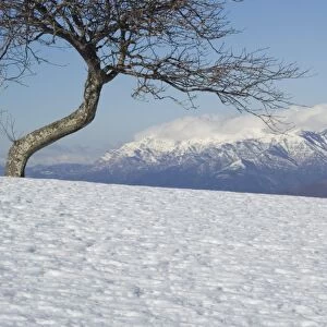 Tree in snowy mountain scenery