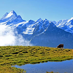 View from First to Bernese Alps, Grindelwald, Bernese Oberland, Canton of Bern, Switzerland
