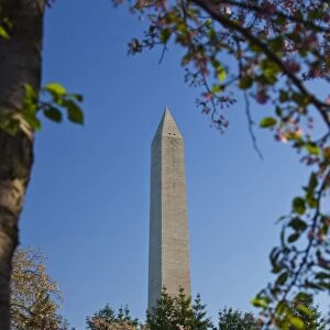 The Washington Monument framed by Japanese cherry trees in bloom, Washington D. C. United States of America, North America