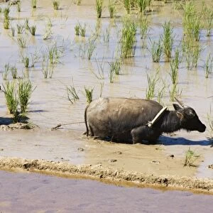 Water buffalo ploughing rice field