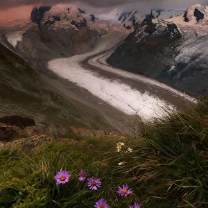 Wild flowers on rocks with Monte Rosa glacier in the background, Zermatt, canton of Valais